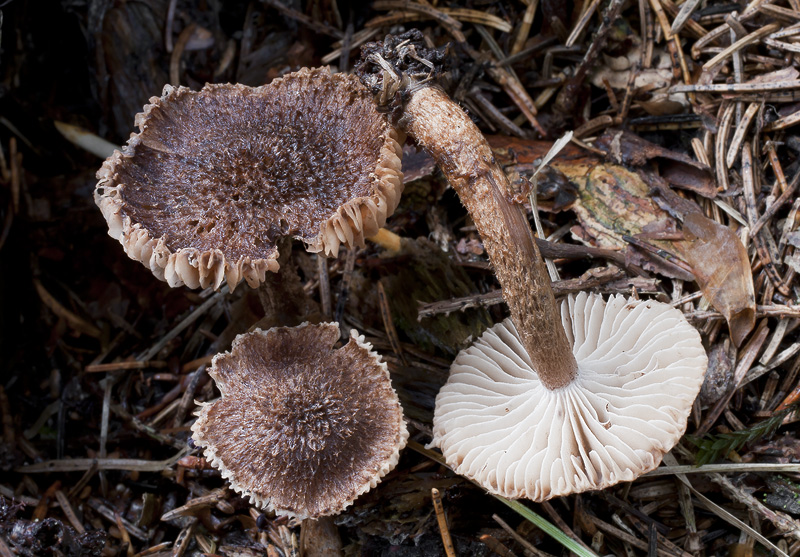 Inocybe stellatospora